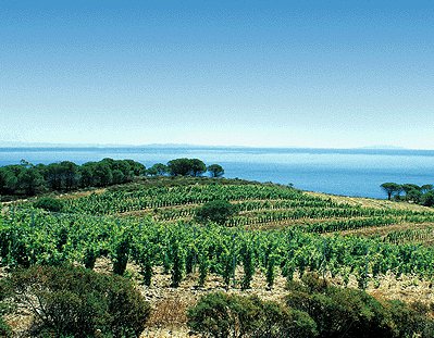 Promozione vino e riconversione vigneti: più risorse per le aziende ...